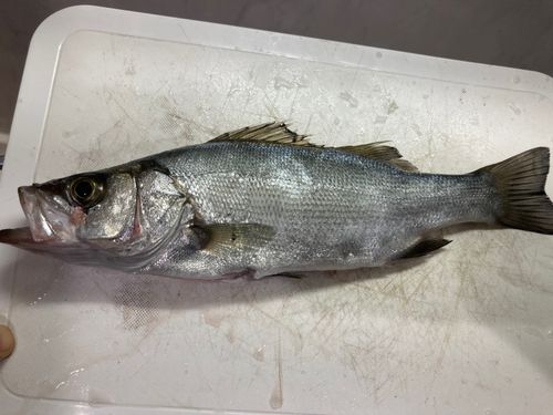 セイゴ（ヒラスズキ）の釣果