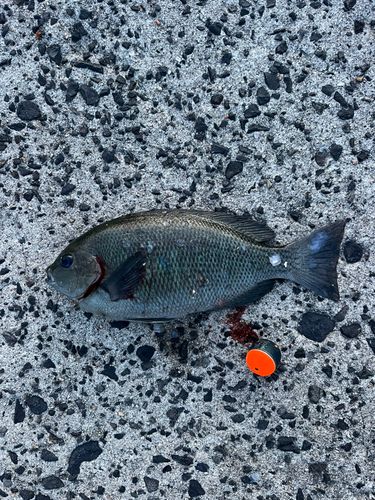 メジナの釣果