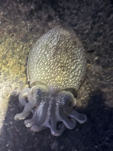 シリヤケイカの釣果