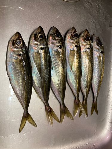 アジの釣果