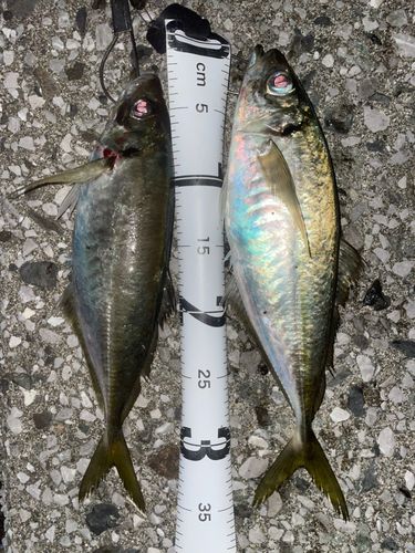 アジの釣果