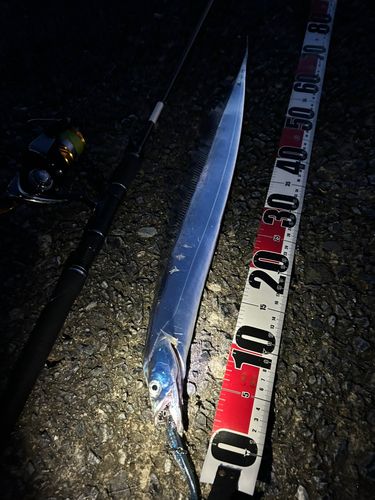 タチウオの釣果