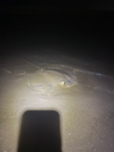 アカエイの釣果