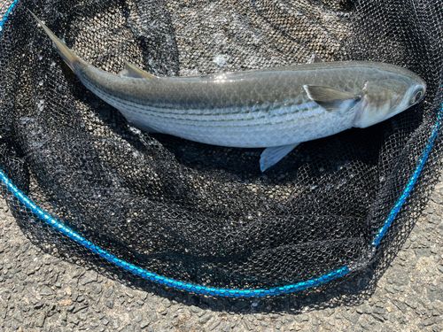 ボラの釣果