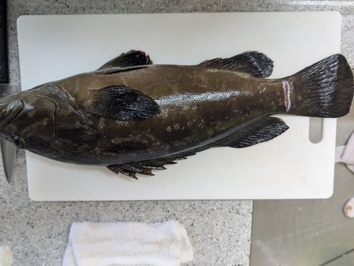 クエの釣果