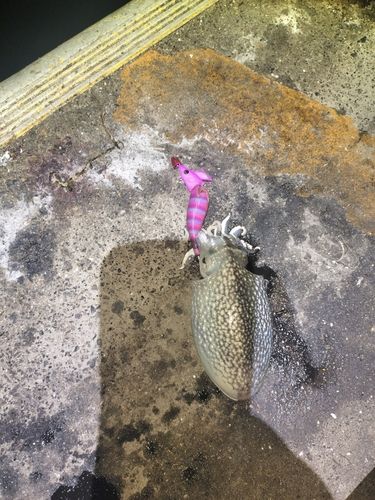 コウイカの釣果