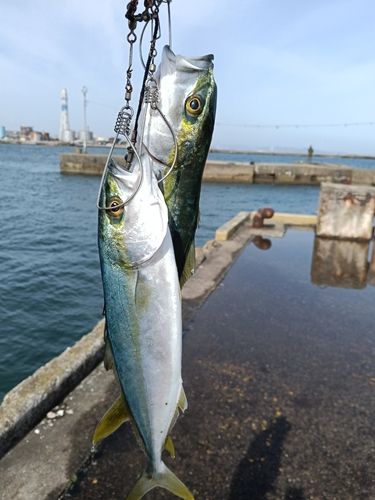 コズクラの釣果