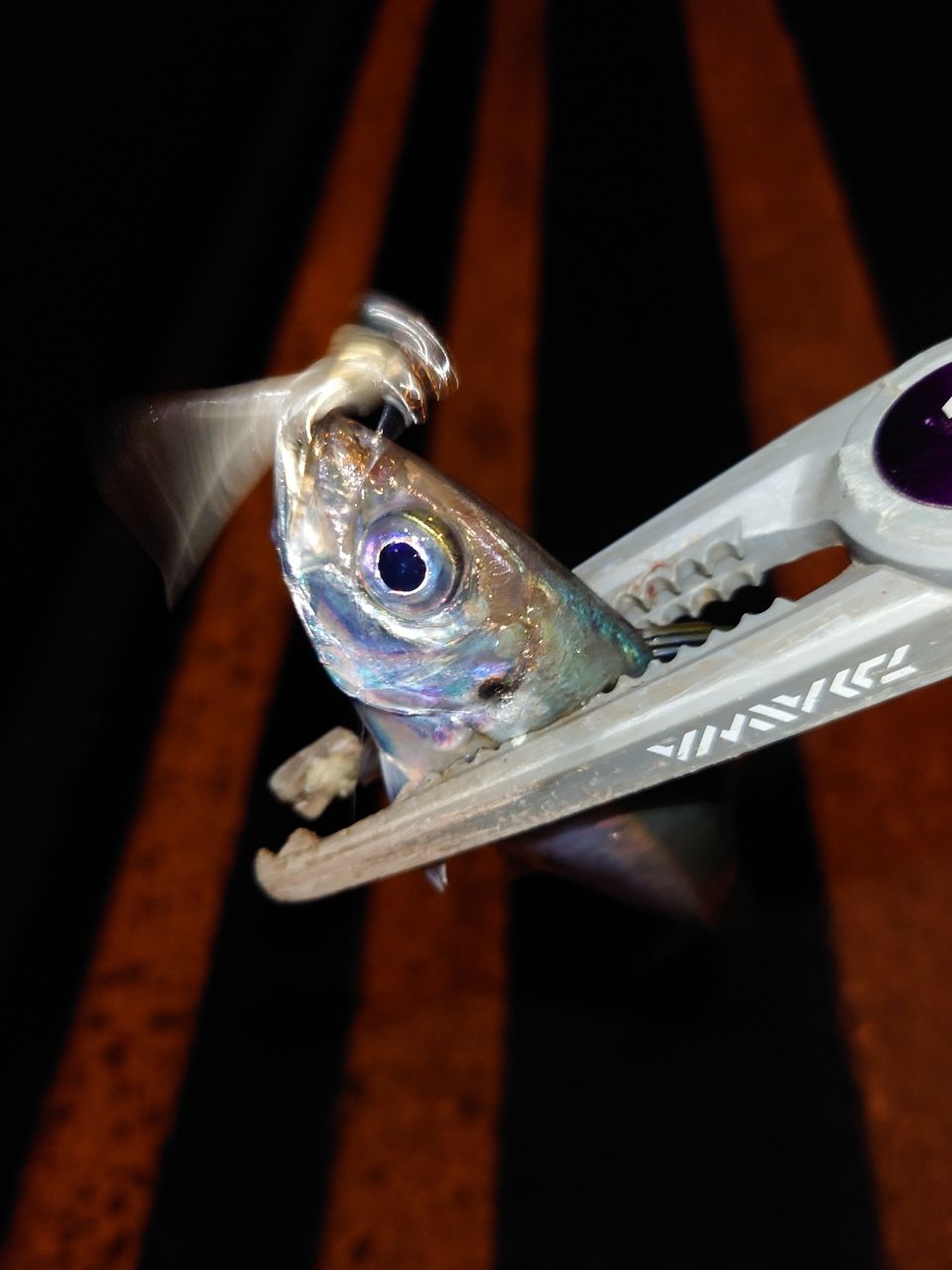アジの釣果写真