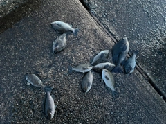 グレの釣果
