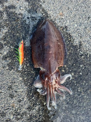 モンゴウイカの釣果