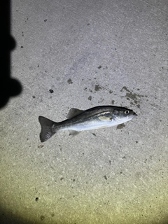 セイゴ（マルスズキ）の釣果