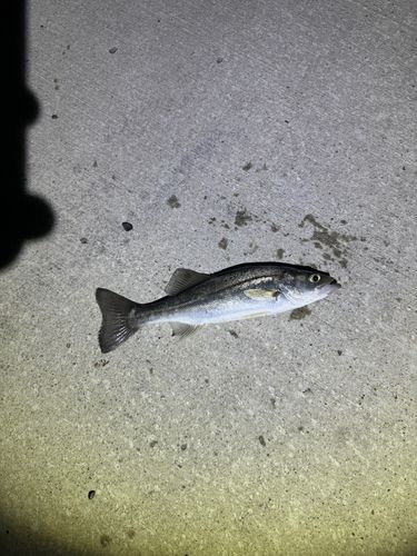 セイゴ（マルスズキ）の釣果