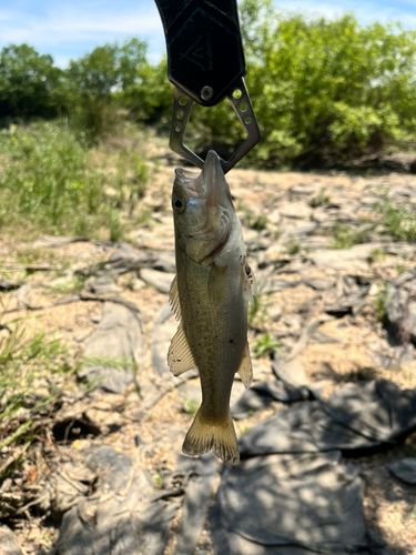 ラージマウスバスの釣果