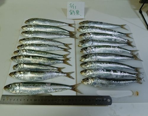 マイワシの釣果