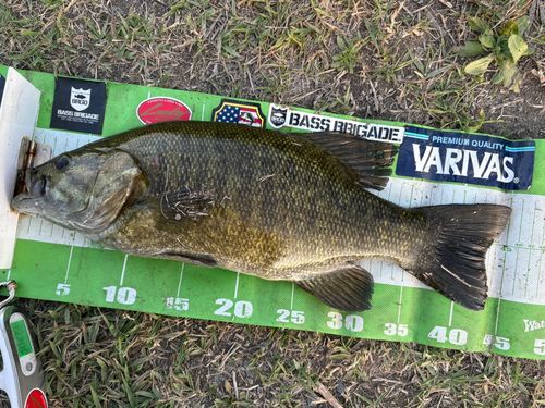 スモールマウスバスの釣果