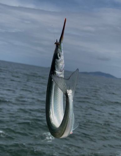 サヨリの釣果