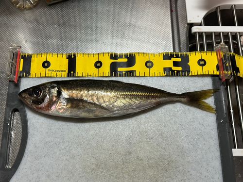 アジの釣果