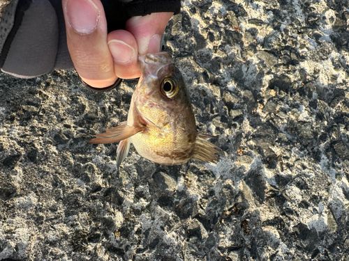 シロメバルの釣果