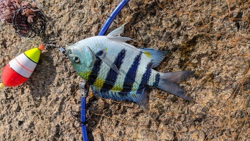 オヤビッチャの釣果