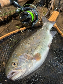ニジマスの釣果