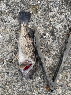 ソイの釣果