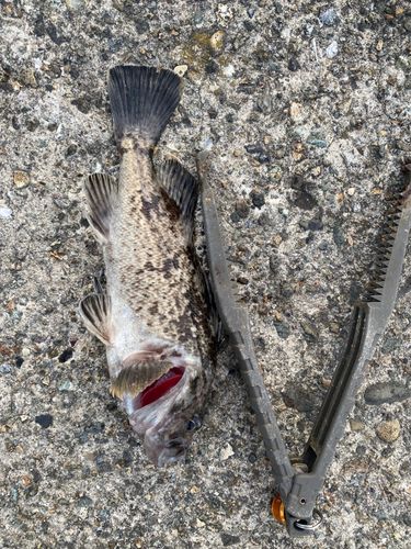 ソイの釣果