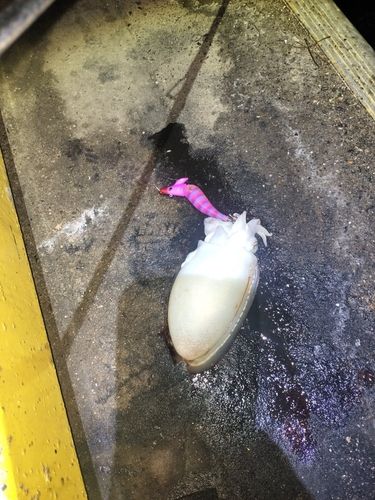 コウイカの釣果