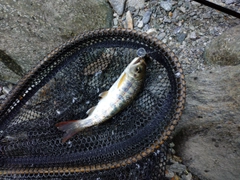 アマゴの釣果