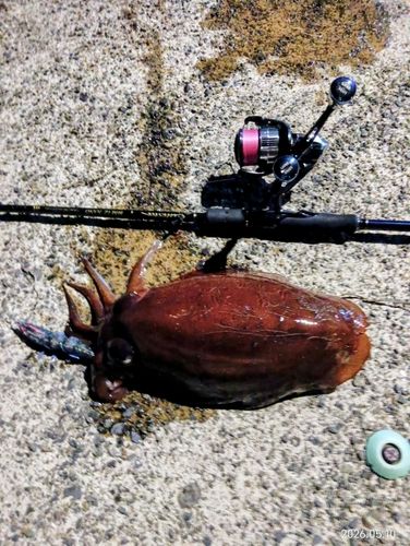 モンゴウイカの釣果