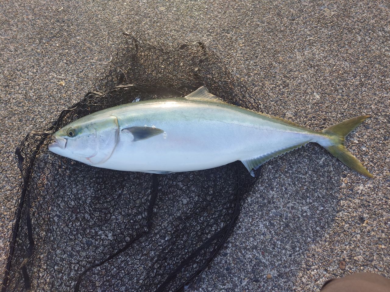 Angler's Republic ショアガン エボルブ SFSGS-103XH・BLの最安値