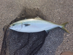 ブリの釣果