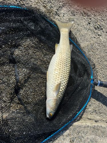メナダの釣果