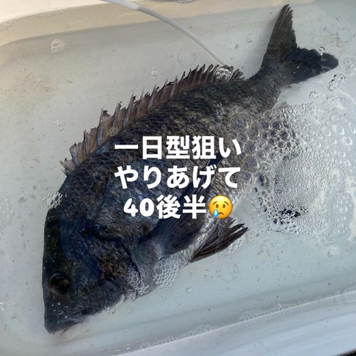 チヌの釣果
