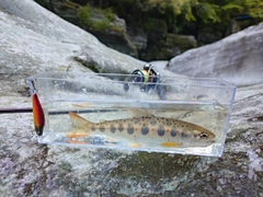 アマゴの釣果