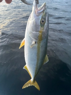 イナダの釣果