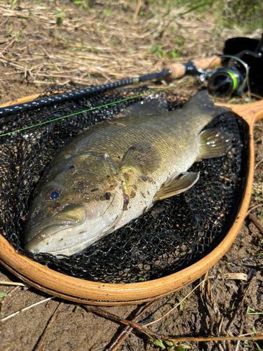 スモールマウスバスの釣果