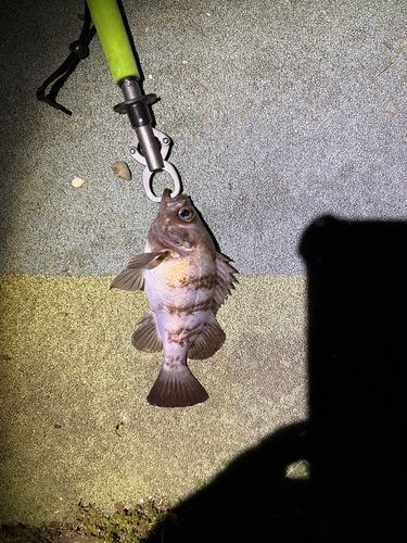 メバルの釣果