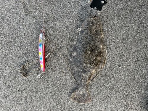 ソゲの釣果