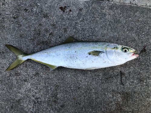 イナダの釣果