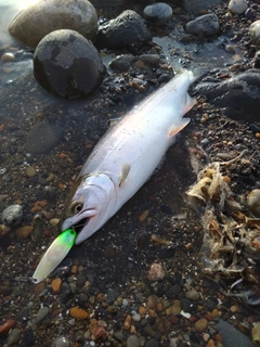 サクラマスの釣果