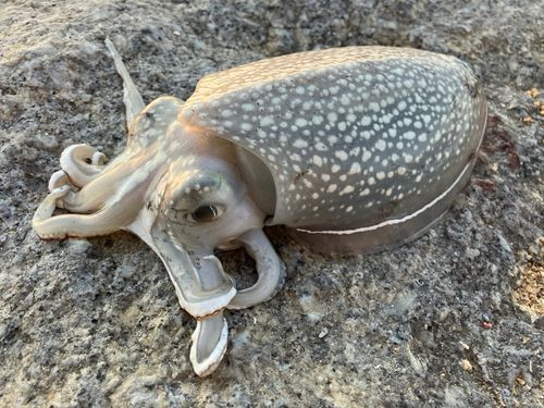 シリヤケイカの釣果