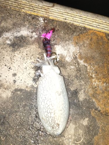 コウイカの釣果