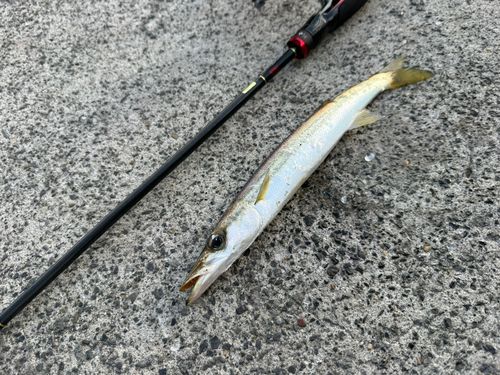 カマスの釣果