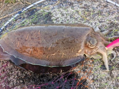 スミイカの釣果