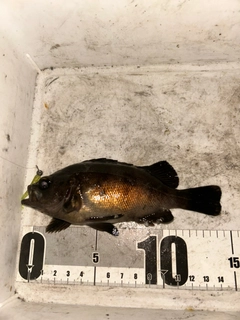 シロメバルの釣果