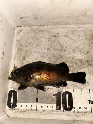 シロメバルの釣果