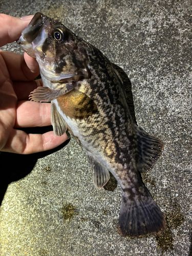 ソイの釣果