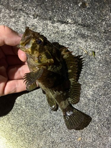 ソイの釣果