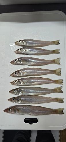 シロギスの釣果