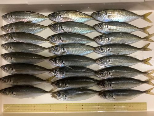 アジの釣果
